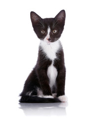 Black and white small kitten sits on a white background.