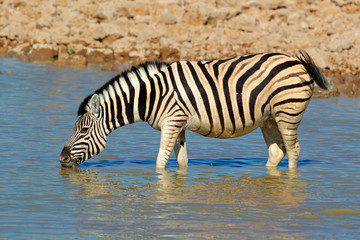 Fototapeta na wymiar Plains Zebra pitnej, Etosha National Park