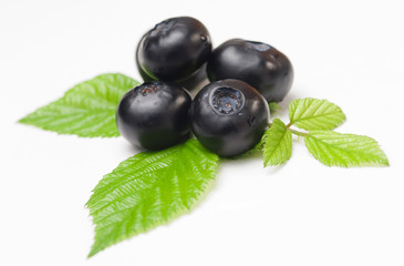 Mirtilli - Blueberries