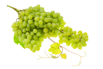 Green Grape