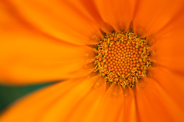 Orange chrysanthemum flower closeup