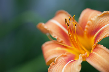 yellow and orange lily on green background