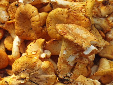 organic mushrooms, chanterelles, fresh harvested on a wood table