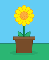 Yellow sunflower in pot outside