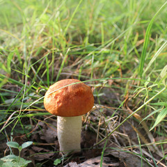 Edible mushroom (Leccinum Aurantiacum) with orange caps