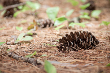 Pine cone in the wilderness