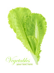 fresh leaf of lettuce isolated on a white background