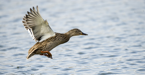 Mallard Duck Flying