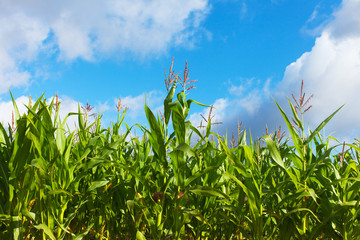 Flowering corn.