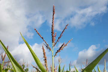 Flowering corn.