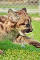 Baby Puma
