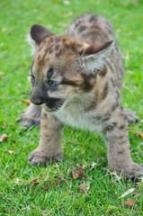 Baby Puma