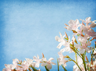 Light pink  flowers of oleander  on blue paper background