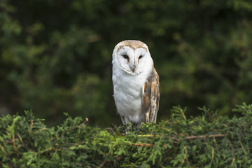 Barn Owl sitting on the hedge