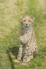 Naklejka na ściany i meble Young cheetah sitting in the grass
