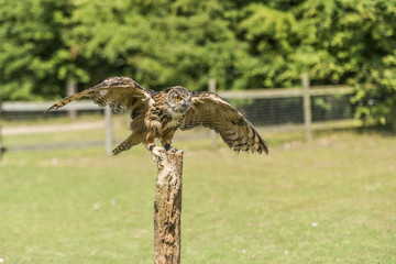 Adult Eurasian Eagle Owl landing on wooden post