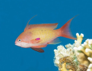 Anthias fish swimming in blue water