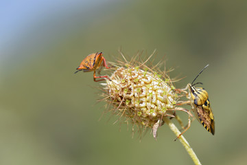 Macro of two shield bugs on flower