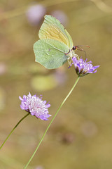 Cleopatra butterfly feeding on flower