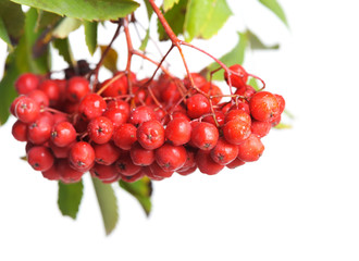 Bunch of red rowan
