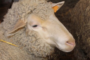 Fototapeta premium Écomusée d'Alsace, mouton