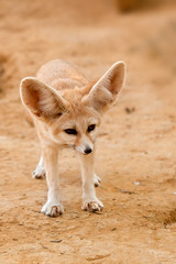 Fennec fox - 54787800