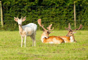 Albino and red deer in the New Forest Hampshire England