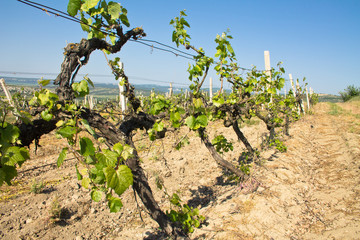 Fototapeta na wymiar Grapes vines in vineyard during spring