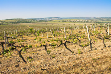 Grapes vines in vineyard during spring