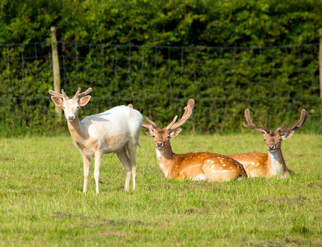 White Albino Deer