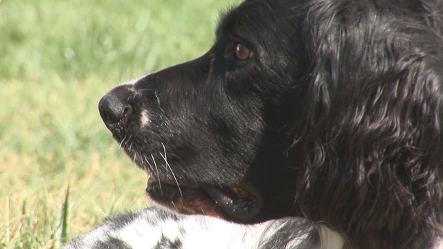 Alert dog