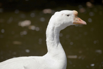Head of white swan goose.