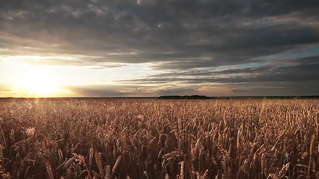 Wheat Field Panorama
