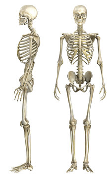 Anatomische Darstellung menschliches Skelett 1