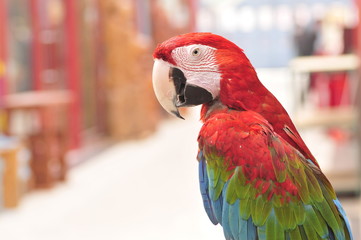 macaw