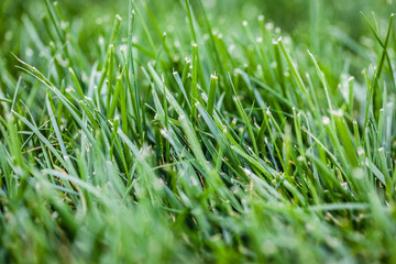 Green grass grows