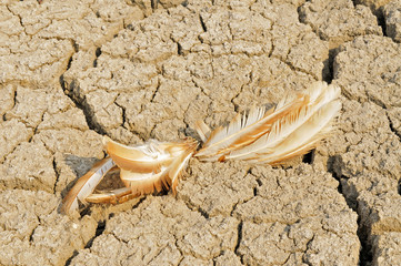 Dry the feather on the ground