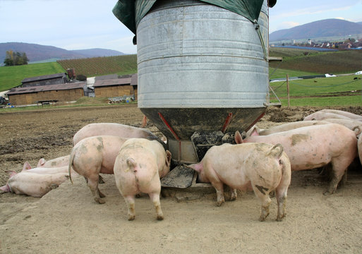 Pigs on the farm are feeding from food silo