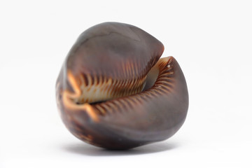 Turn over black cowrie shell