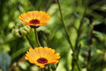 Summer blossoming of calendula (marigold) flowers