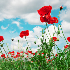 scarlet poppies on a background of the cloudy sky