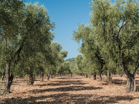 Olivo