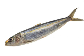 Fresh Herring