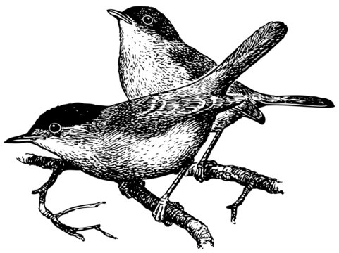 Bird Blackcap