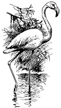 Fototapeta Bird Flamingo