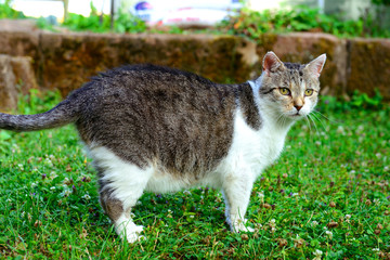 cat