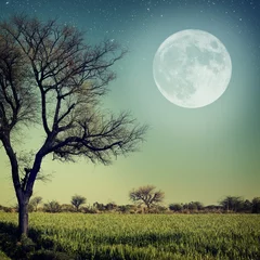 Nature-68 © sundarananda
