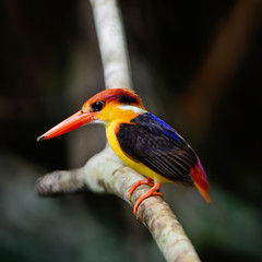Black-backed Kingfisher