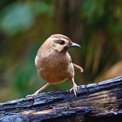White-browed Laughingthrush