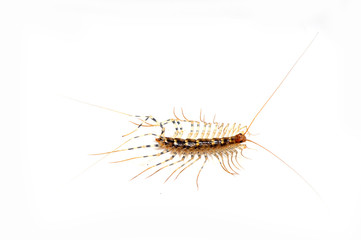 The centipede on white background